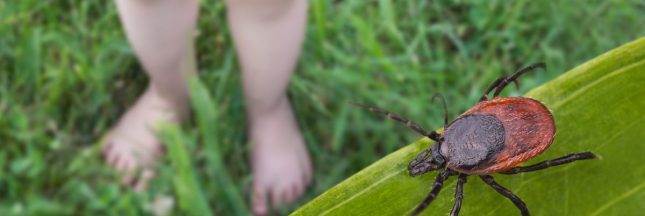 Protéger les enfants des tiques