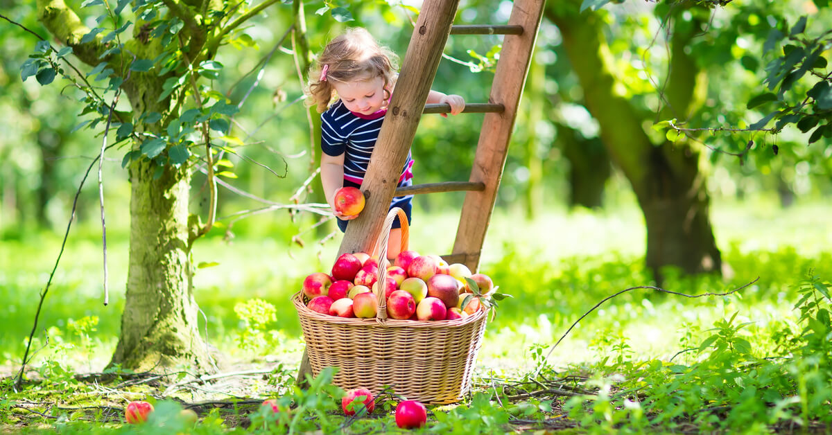 Jardiner en septembre : que faire au jardin, au potager et au verger ?