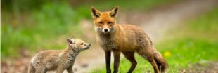 Vers un massacre de renards en Seine-Maritime ?