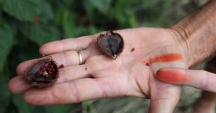 L'huile de roucou, l'inconnue aux multiples vertus