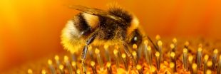 Insecticide, pollution de l'air : les abeilles agonisent Insecticide, pollution de l'air : les abeilles agonisent