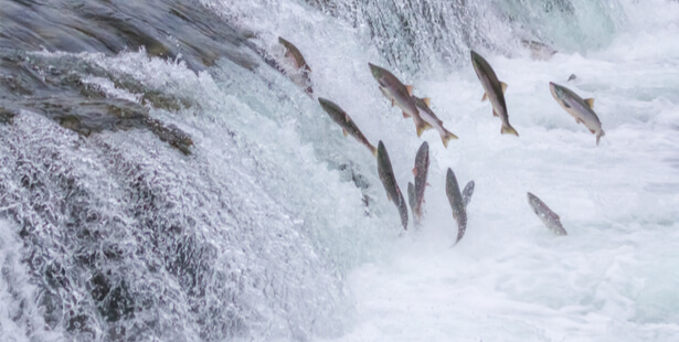 poissons d'eau douce 