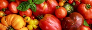 Tomate : l'incontournable fruit de l'été Tomate : l'incontournable fruit de l'été