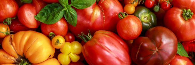 tomates anciennes