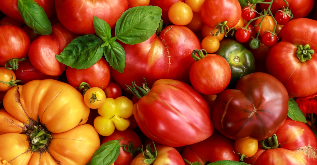 Tomate : l'incontournable fruit de l'été Tomate : l'incontournable fruit de l'été