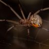 Les 5 araignées les plus dangereuses du monde Les 5 araignées les plus dangereuses du monde