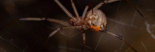 Les 5 araignées les plus dangereuses du monde