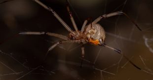 Les 5 araignées les plus dangereuses du monde Les 5 araignées les plus dangereuses du monde