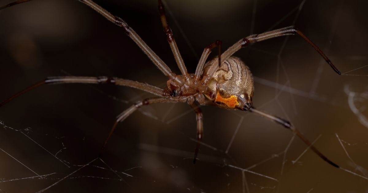 Les 5 araignées les plus dangereuses du monde Les 5 araignées les plus dangereuses du monde