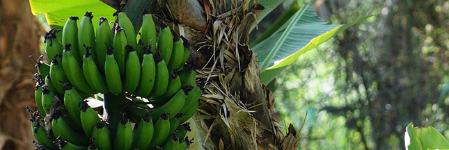 voiture fibre banane plantain