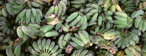 voiture fibre banane plantain