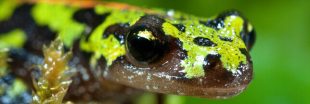 Il est temps d'agir pour les amphibiens de France ! Il est temps d'agir pour les amphibiens de France !