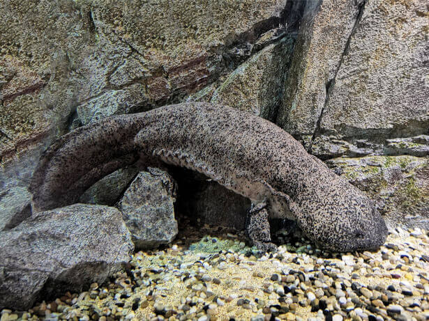 salamandre amphibien