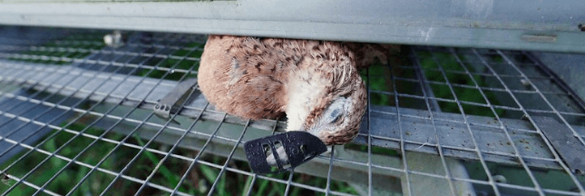 Vidéo choc : l’horreur dans les élevages de faisans pour la chasse