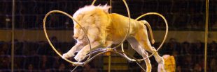 Cirque : vers la fin de l'exploitation des animaux sauvages ?