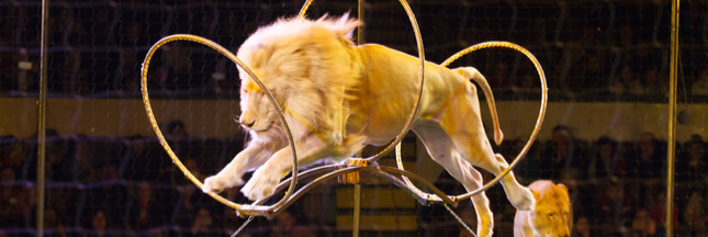 Cirque : vers la fin de l’exploitation des animaux sauvages ?