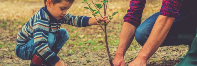 arbre fruitier en pot