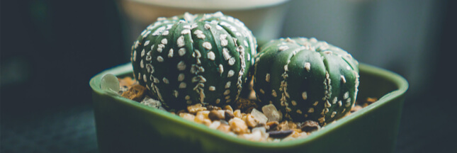 Astrophytum – Des cactus boules aux formes spectaculaires !