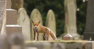 Biodiversité urbaine : ces animaux qui se sont habitués à vivre en ville Biodiversité urbaine : ces animaux qui se sont habitués à vivre en ville
