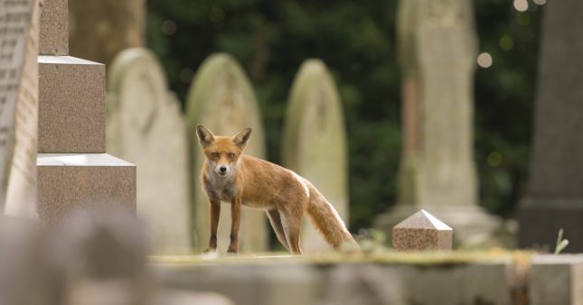 Biodiversité urbaine : ces animaux qui se sont habitués à vivre en ville Biodiversité urbaine : ces animaux qui se sont habitués à vivre en ville