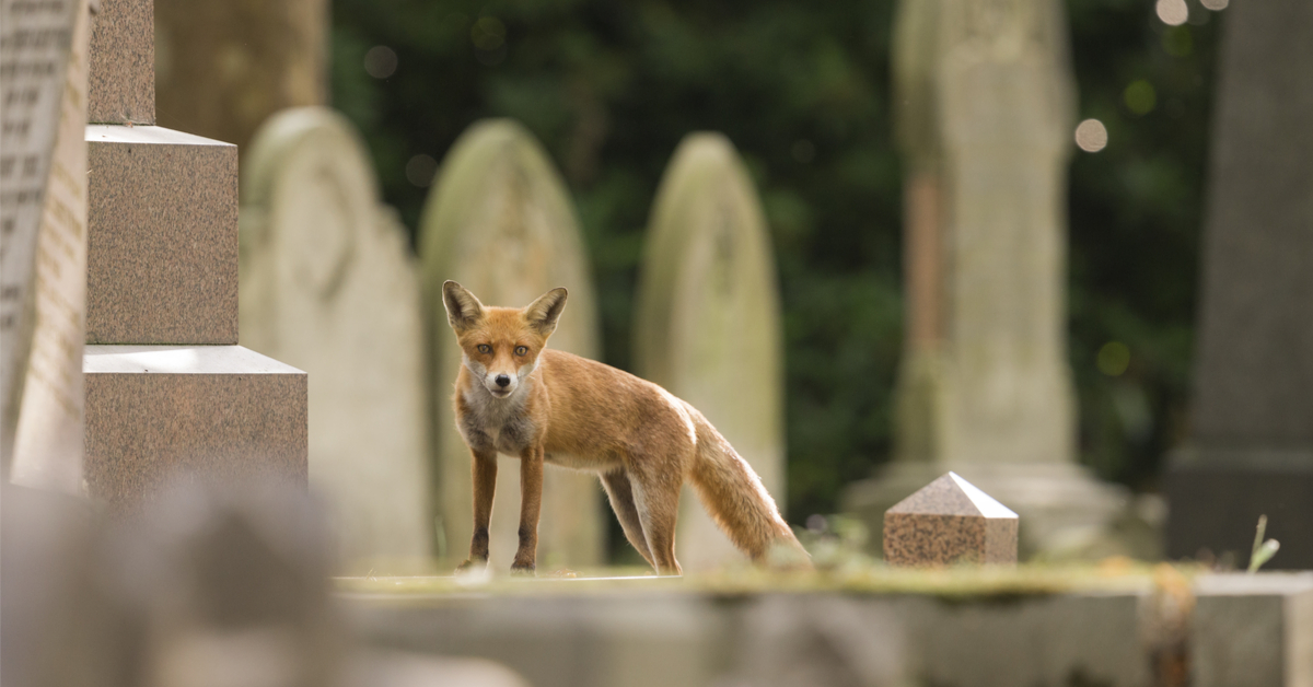 Biodiversité urbaine : ces animaux qui se sont habitués à vivre en ville
