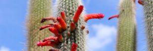 Cactus cierge - Comment bichonner les Cleistocactus ?