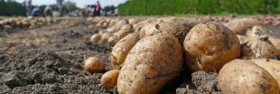 Bretagne : du cadmium un poison trop fréquent dans les légumes
