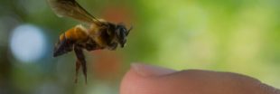Vaincre le cancer du sein grâce aux abeilles : une étude prometteuse Vaincre le cancer du sein grâce aux abeilles : une étude prometteuse