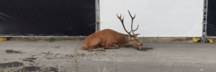 Chasse à courre : un cerf épuisé se réfugie en plein Compiègne