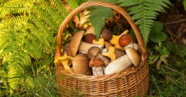 10 champignons comestibles en automne : savoir les reconnaître
