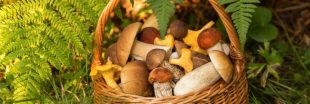 10 champignons comestibles en automne : savoir les reconnaître