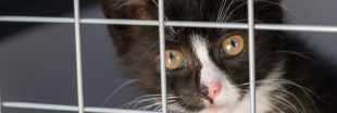 Plus de 8.000 abandons cet été :  la SPA lance le 'Mois de l'adoption'