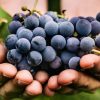 La cure de raisin : drainez votre corps pour une rentrée en forme ! La cure de raisin : drainez votre corps pour une rentrée en forme !