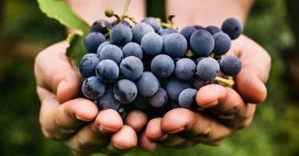 La cure de raisin : drainez votre corps pour une rentrée en forme ! La cure de raisin : drainez votre corps pour une rentrée en forme !
