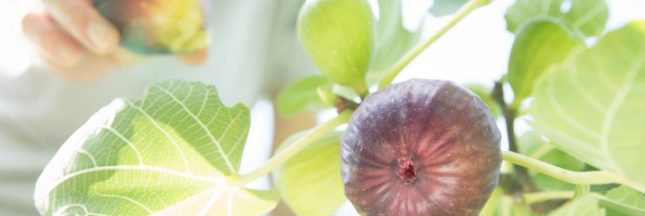 Entretenir un figuier