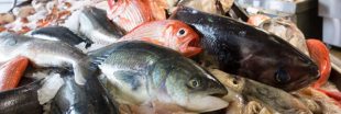Le poisson que vous mangez est-il une espèce en danger critique ou menacée ?