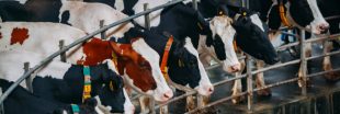 Ferme-usine des Mille vaches : Toujours autant d'animaux malgré la décision de justice