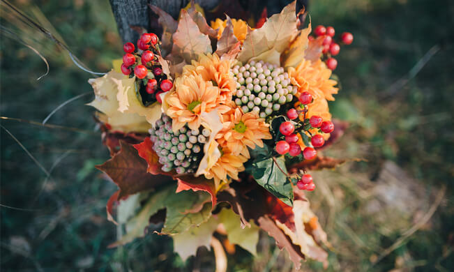 fleurs d'automne