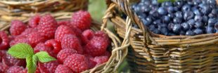Cassis, framboises, mûres, ou myrtilles : les fruits rouges au jardin