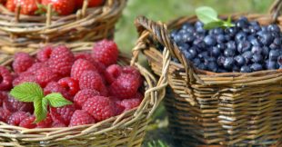 Framboises, mûres, myrtilles : cultiver de beaux fruits rouges au jardin ! Framboises, mûres, myrtilles : cultiver de beaux fruits rouges au jardin !