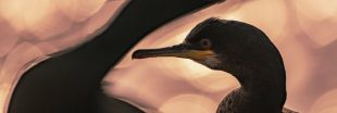 5 clichés sublimes des gagnants du 'Bird Photographer of the Year' 2020 5 clichés sublimes des gagnants du 'Bird Photographer of the Year' 2020