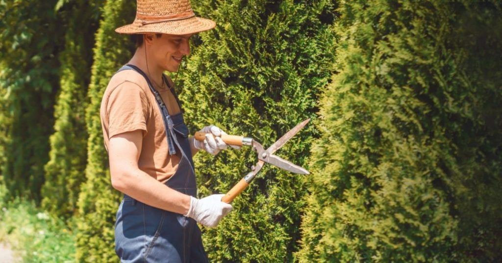 Dans votre jardin, évitez les haies de thuyas seuls !