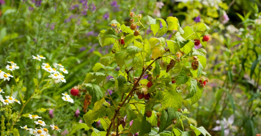 Demain je crée mon jardin sauvage