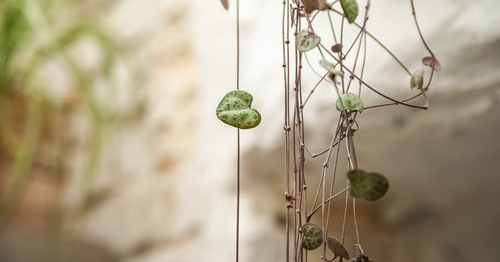 Prendre soin de ses plantes d’intérieur après l’été : les gestes indispensables