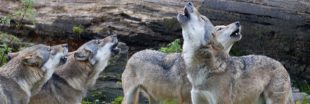 Tirs de défense contre le loup - Une pétition fait le buzz en Haute-Saône