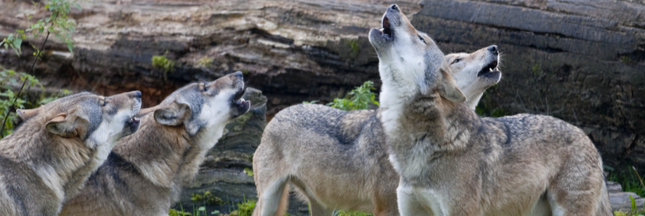 Tirs de défense contre le loup – Une pétition fait le buzz en Haute-Saône