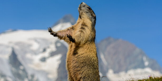 marmotte