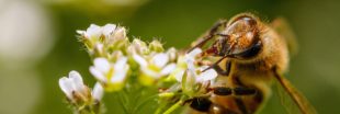 Néonicotinoïdes : le bras de fer entre le gouvernement et les défenseurs de l'environnement continue Néonicotinoïdes : le bras de fer entre le gouvernement et les défenseurs de l'environnement continue