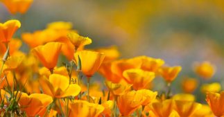 5 plantes qui ne nécessitent presque pas d'être arrosées 5 plantes qui ne nécessitent presque pas d'être arrosées