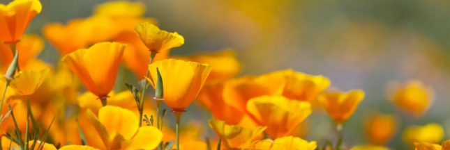 Le pavot de Californie, plante nécessitant peu d'arrosage